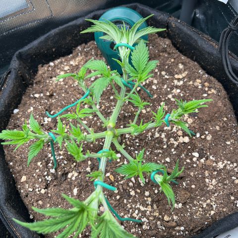 Rosalie growlog timeline photo