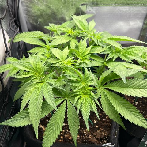 Scarlet Dalina growlog timeline photo