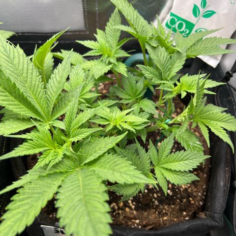 Rosalie growlog timeline photo