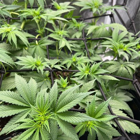 Rosalie growlog timeline photo