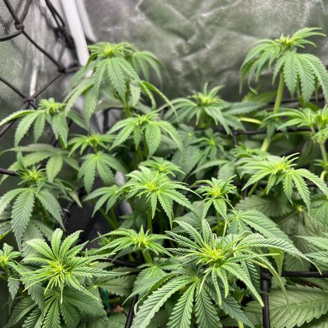 Scarlet Dalina growlog timeline photo