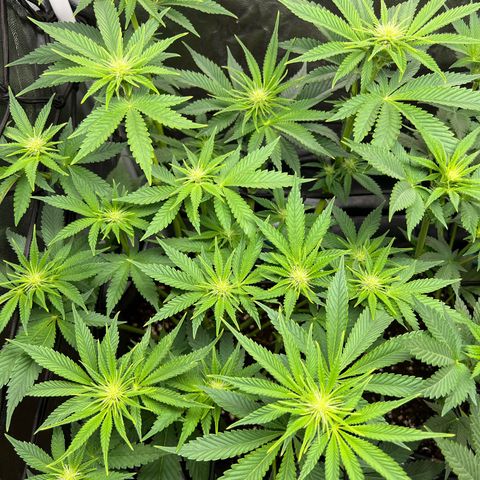 Scarlet Dalina growlog timeline photo