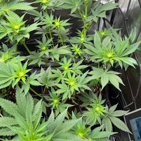 Rosalie growlog timeline photo