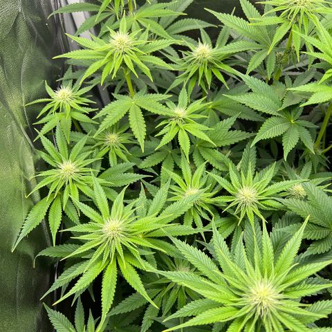 Scarlet Dalina growlog timeline photo