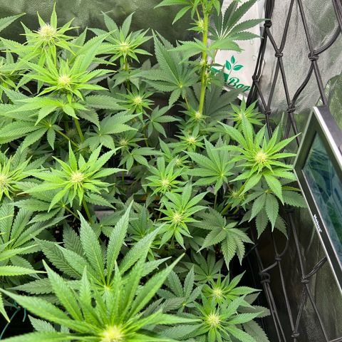 Rosalie growlog timeline photo