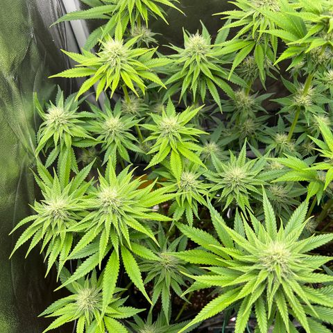 Scarlet Dalina growlog timeline photo