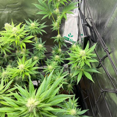 Rosalie growlog timeline photo