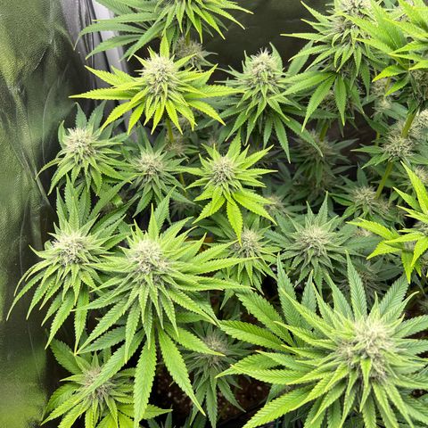 Scarlet Dalina growlog timeline photo