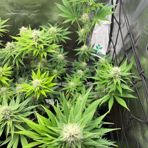 Rosalie growlog timeline photo