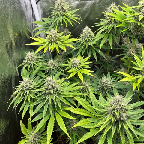 Scarlet Dalina growlog timeline photo