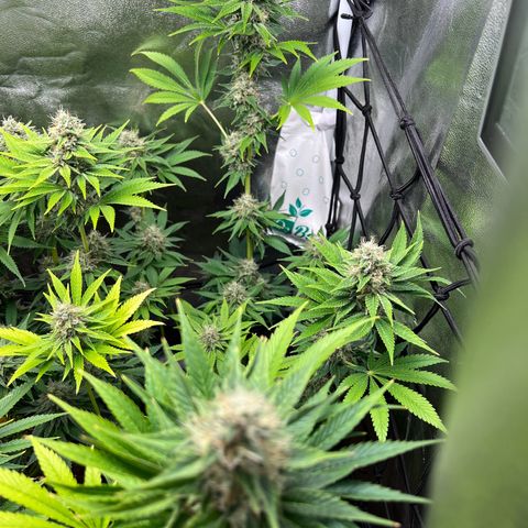 Rosalie growlog timeline photo