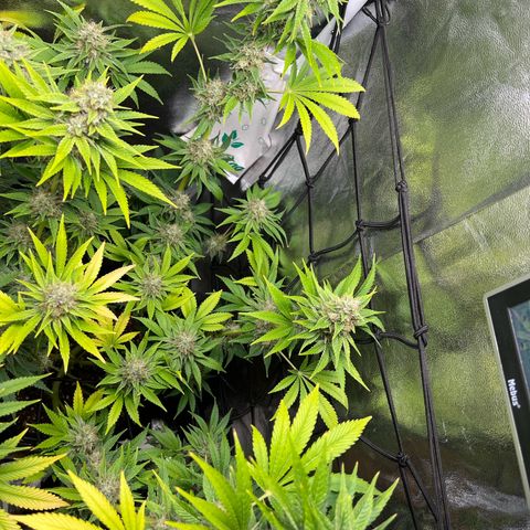 Rosalie growlog timeline photo