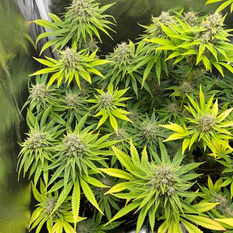 Scarlet Dalina growlog timeline photo