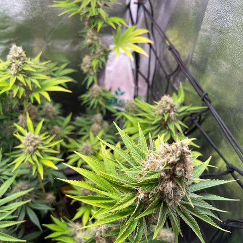 Rosalie growlog timeline photo