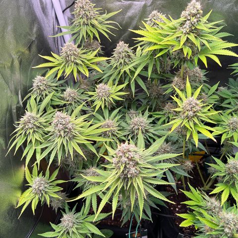 Scarlet Dalina growlog timeline photo
