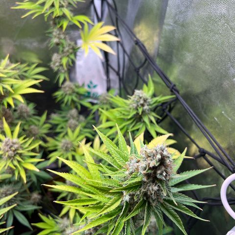 Rosalie growlog timeline photo