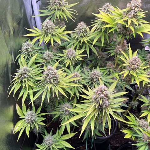 Scarlet Dalina growlog timeline photo