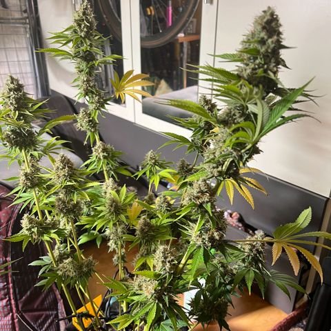 Rosalie growlog timeline photo
