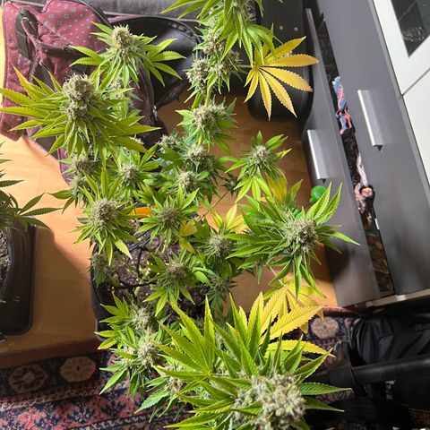 Rosalie growlog timeline photo