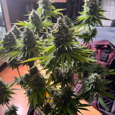 Scarlet Dalina growlog timeline photo
