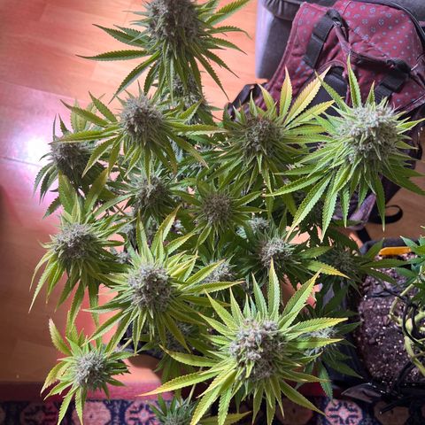 Scarlet Dalina growlog timeline photo