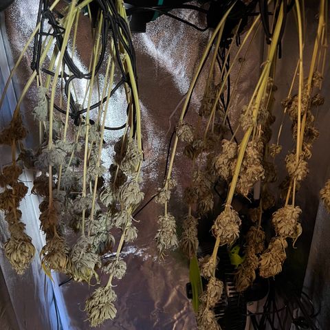 Rosalie growlog photo: 1 Woche am trocknen 