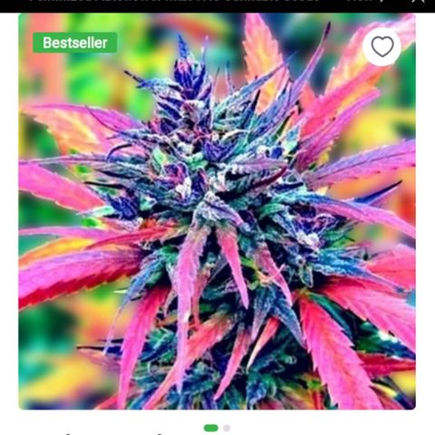 Rainbow Kush growlog photo