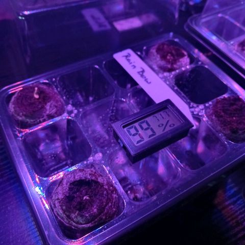 Rainbow Kush growlog photo