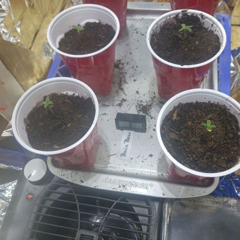 Rainbow Kush growlog photo