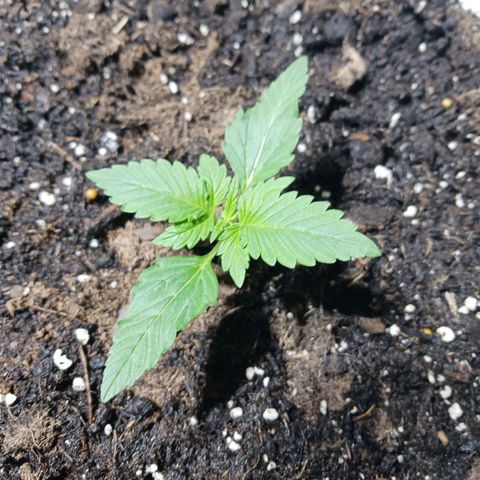 Plushberry  growlog photo: First nutes
