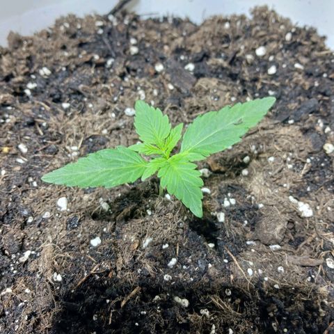 Rainbow Kush growlog photo
