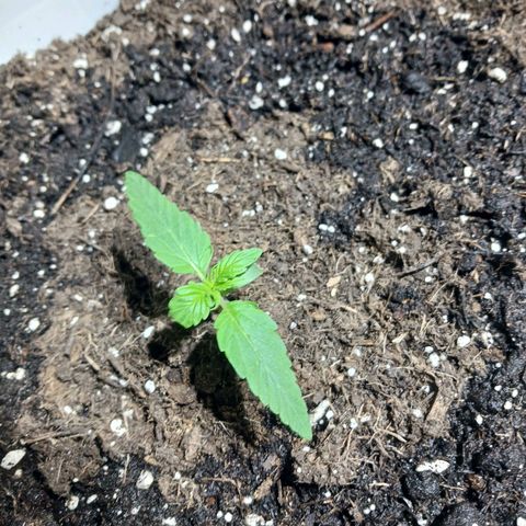 Rainbow Kush growlog photo