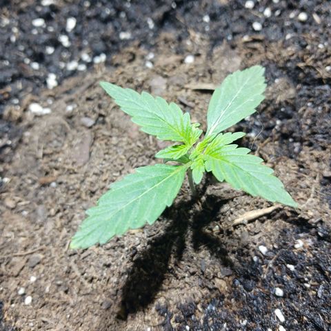 Purple Gelato  growlog photo: First nutes