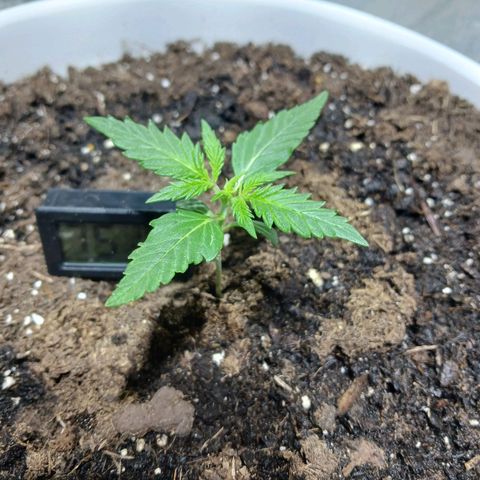 Rainbow Kush growlog photo: First nutes