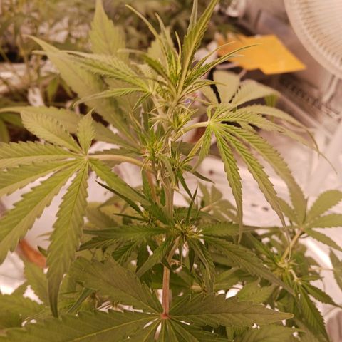 Rainbow Kush growlog timeline photo