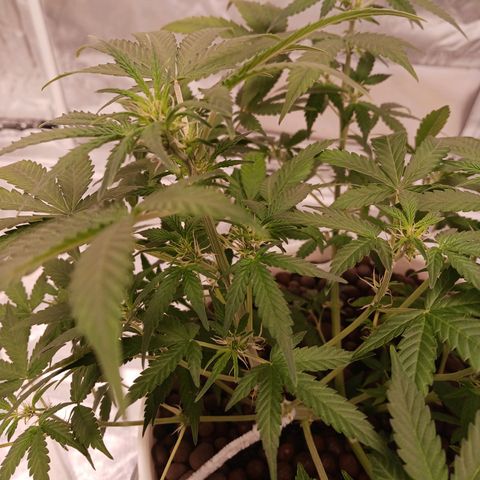 Plushberry  growlog timeline photo