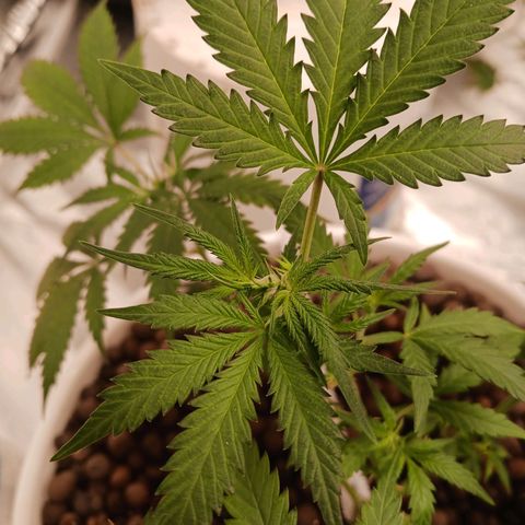 Purple Gelato  growlog timeline photo
