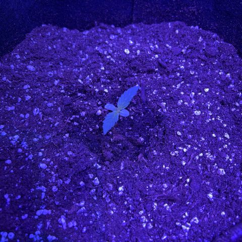 SN-21 growlog timeline photo