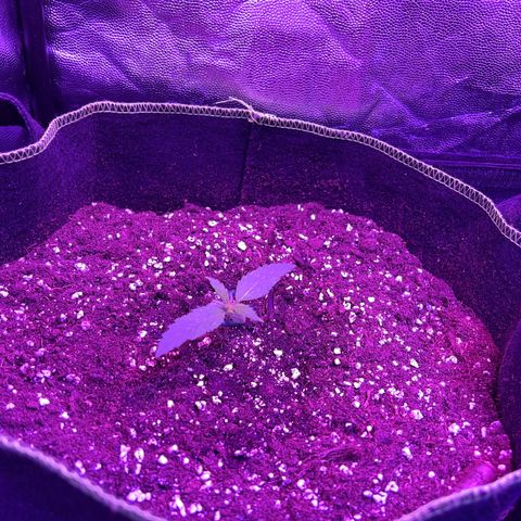 SN-21 growlog timeline photo