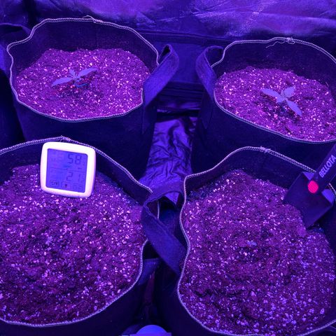SN-21 growlog timeline photo