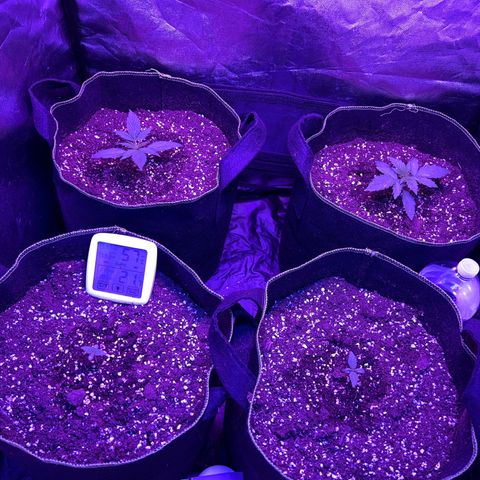 SN-21 growlog timeline photo