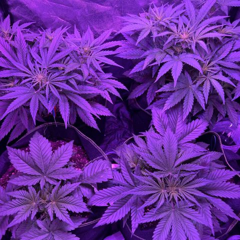 SN-21 growlog timeline photo