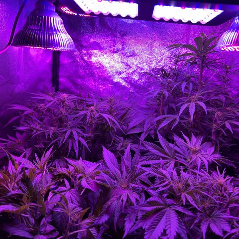 SN-21 growlog timeline photo