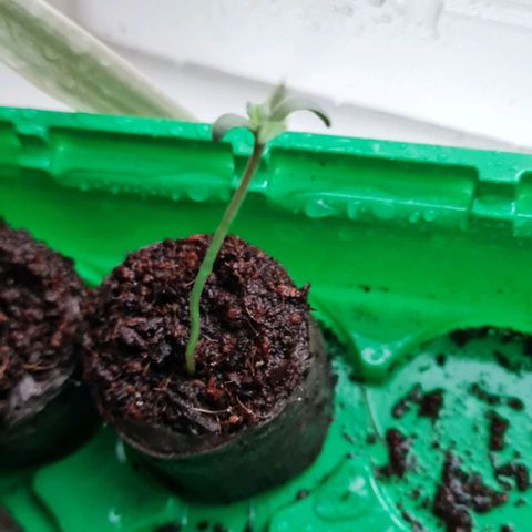 Aurora growlog timeline photo