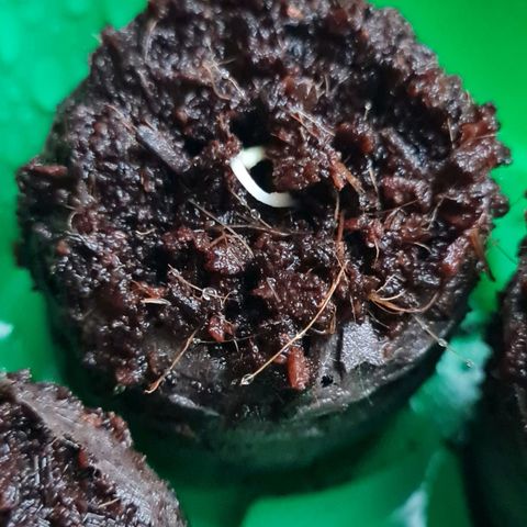 Luna growlog timeline photo