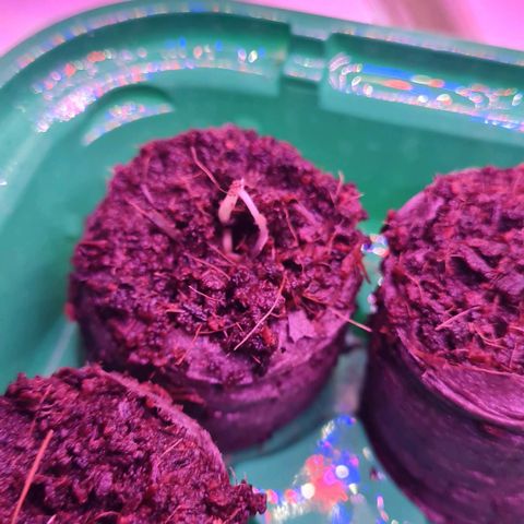 Evergreen growlog photo: Morgens ca 8 Uhr