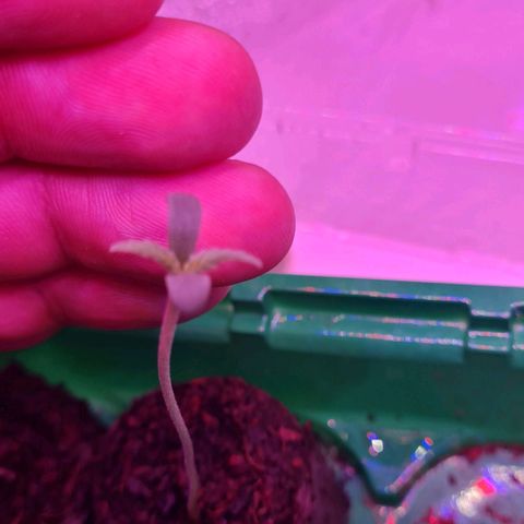Evergreen growlog photo: Morgens ca 8 Uhr
