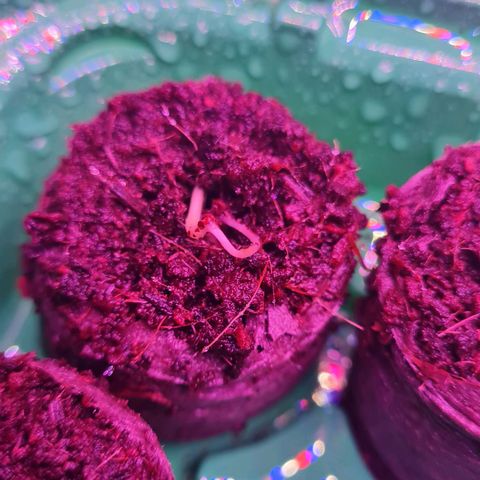 Evergreen growlog photo: gleich hat sie es geschafft raus zu kommen <3