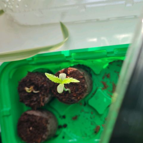 Evergreen growlog photo: 09:43 Uhr