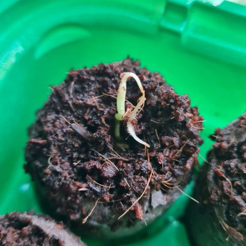 Evergreen growlog photo: 09:43